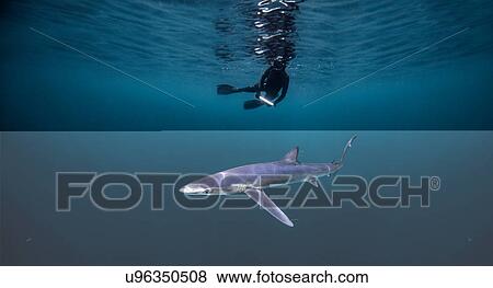 Underwater view of diver swimming above shark, San Diego, California, USA View Large Photo Image Stock Photo - Underwater view of diver swimming above shark, San Diego, California, USA. Fotosearch