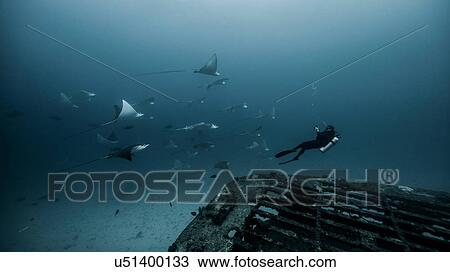 Underwater view of diver swimming among Manta Ray View Large Photo Image Stock Image - Underwater view of diver swimming among Manta Ray. Fotosearch