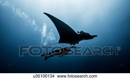 Picture - Underwater view of diver swimming with Giant Manta Ray. Fotosearch