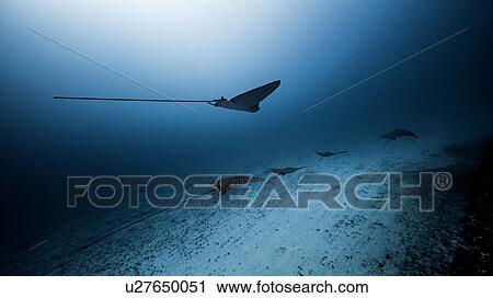 Underwater view of Eagle Rays, Cancun, Mexico View Large Photo Image Stock Image - Underwater view of Eagle Rays, Cancun, Mexico. Fotosearch