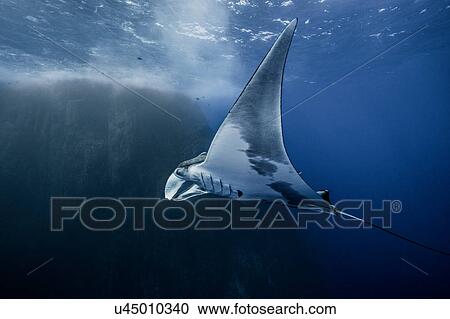 Stock Image - Underwater view of Giant Manta Ray, Socorro, Mexico. Fotosearch