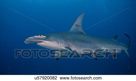 Underwater view of Great Hammerhead Shark, Jupiter, Florida, USA View Large Photo Image Stock Image - Underwater view of Great Hammerhead Shark, Jupiter, Florida, USA. Fotosearch