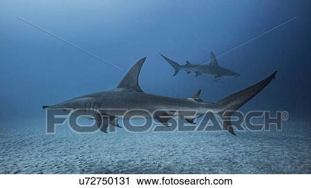 Stock Image - Underwater view of Great Hammerhead Sharks, Jupiter, Florida, USA. Fotosearch