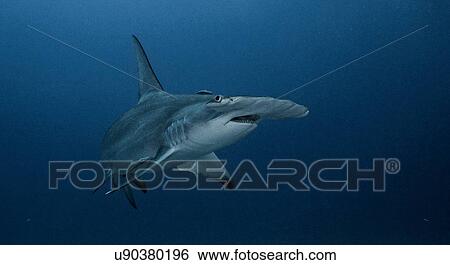 Underwater view of Great Hammerhead Shark, Jupiter, Florida, USA View Large Photo Image Stock Photograph - Underwater view of Great Hammerhead Shark, Jupiter, Florida, USA. Fotosearch