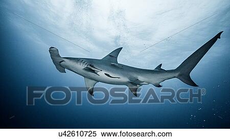 Underwater view of Great Hammerhead Shark, Jupiter, Florida, USA View Large Photo Image Stock Photography - Underwater view of Great Hammerhead Shark, Jupiter, Florida, USA. Fotosearch