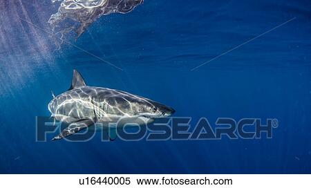 Underwater view of Great White Shark, Guadalupe Island, Mexico View Large Photo Image Stock Photography - Underwater view of Great White Shark, Guadalupe Island, Mexico. Fotosearch