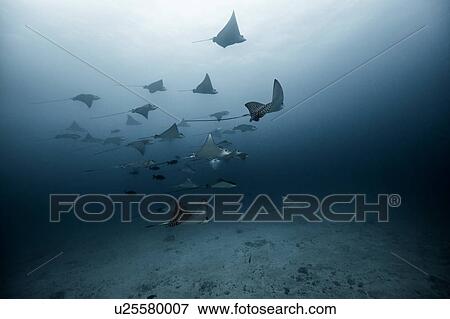 Stock Photo - Underwater view of large group of Eagle Rays, Cancun, Mexico. Fotosearch