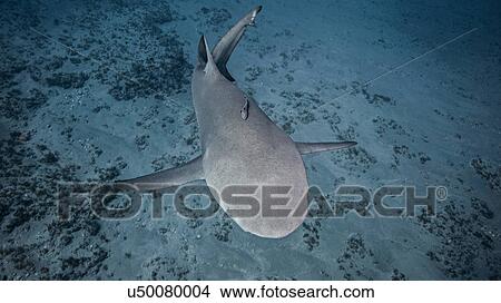 Picture - Underwater view of Lemon Shark, Jupiter, Florida, USA. Fotosearch