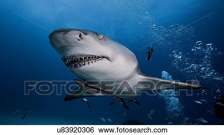 Stock Photograph - Underwater view of Lemon Shark, Jupiter, Florida, USA. Fotosearch