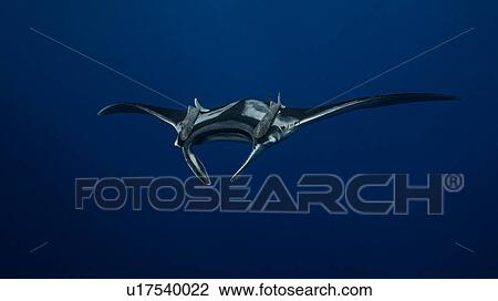 Underwater view of Manta Ray, Socorro, Mexico View Large Photo Image Stock Image - Underwater view of Manta Ray, Socorro, Mexico. Fotosearch