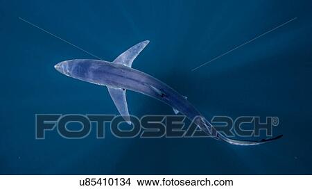 Underwater view of shark swimming, San Diego, California, USA View Large Photo Image Picture - Underwater view of shark swimming, San Diego, California, USA. Fotosearch