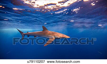 Stock Photo - Underwater view of Silky Shark, Socorro, Mexico. Fotosearch