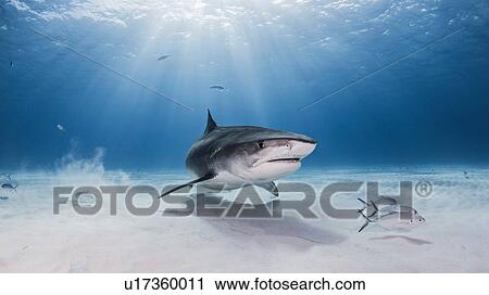 Stock Image - Underwater view of Tiger shark, Nassau, Bahamas. Fotosearch