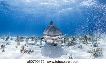 Underwater view of Tiger shark, Nassau, Bahamas View Large Photo Image Stock Image - Underwater view of Tiger shark, Nassau, Bahamas. Fotosearch