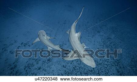 Stock Photo - Underwater view of two Lemon Sharks, Jupiter, Florida, USA. Fotosearch