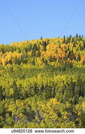 Stock Photo - USA, Colorado, Kenosha Pass in fall. Fotosearch