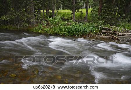 Stock Photo - USA, Colorado, Ridgway, Fast flowing stream in Uncompahgre National Forest. Fotosearch