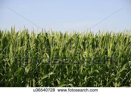 USA, Iowa, Cornfield along Route 30 in close-up View Large Photo Image Stock Photo - USA, Iowa, Cornfield along Route 30 in close-up. Fotosearch