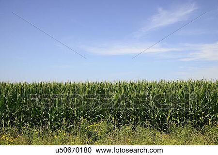Stock Image - USA, Iowa, Cornfield along Route 30. Fotosearch