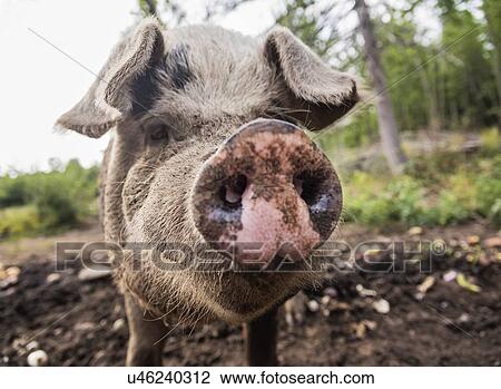 Stock Image - USA, Maine, Knox, Close-up view of pig looking at camera. Fotosearch