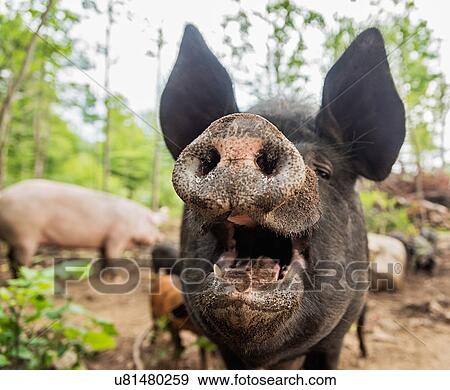 Stock Photo - USA, Maine, Knox, Close-up view of pig with open mouth. Fotosearch