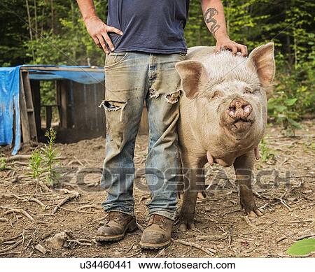 Stock Image - USA, Maine, Knox, Farmer stroking pig. Fotosearch