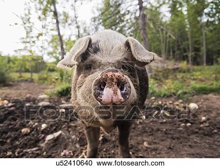 USA, Maine, Knox, Pig looking at camera View Large Photo Image Stock Image - USA, Maine, Knox, Pig looking at camera. Fotosearch
