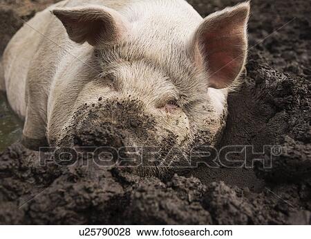 Stock Photo - USA, Maine, Knox, Pig lying in mud. Fotosearch