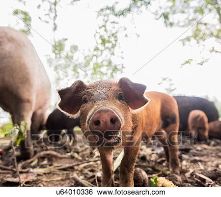 Stock Photograph - USA, Maine, Knox, Piglet looking at camera. Fotosearch