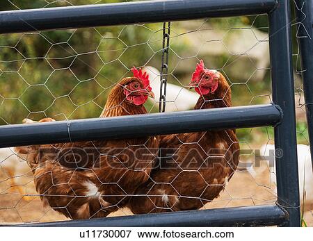 Stock Photo - USA, Maine, Knox, Two chickens standing behind fence. Fotosearch