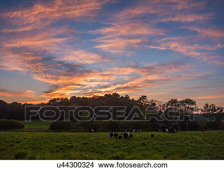 USA, Maine, Rockport, Cows grazing in pasture at sunset View Large Photo Image Picture - USA, Maine, Rockport, Cows grazing in pasture at sunset. Fotosearch