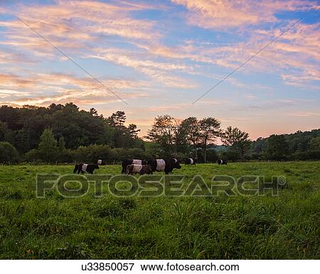 USA, Maine, Rockport, Cows grazing in pasture at sunset View Large Photo Image Stock Photo - USA, Maine, Rockport, Cows grazing in pasture at sunset. Fotosearch