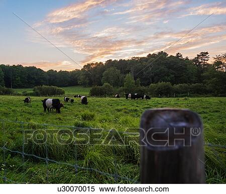 Stock Photography - USA, Maine, Rockport, Cows grazing in pasture at sunset. Fotosearch