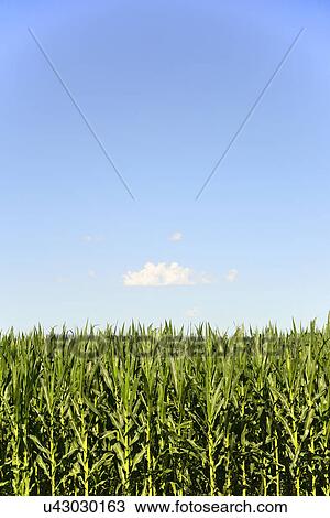 USA, Nebraska, Corn growing along Route 20 View Large Photo Image Stock Image - USA, Nebraska, Corn growing along Route 20. Fotosearch