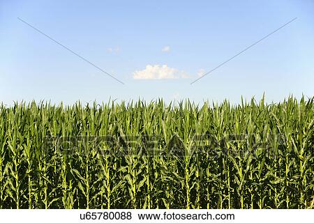 Stock Photo - USA, Nebraska, Corn growing along Route 20. Fotosearch