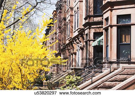 Stock Photo - USA, New York State, New York City, Brooklyn, Facade of townhouse and yellow tree in bloom. Fotosearch