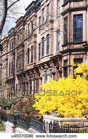Stock Photograph - USA, New York State, New York City, Brooklyn, Facade of townhouses and yellow tree in bloom. Fotosearch