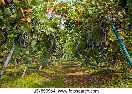 Vineyard, Langhe Nebbiolo, Piedmont, Italy View Large Photo Image Picture - Vineyard, Langhe Nebbiolo, Piedmont, Italy. Fotosearch