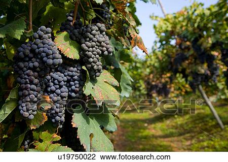 Stock Image - Vineyard, Langhe Nebbiolo, Piedmont, Italy. Fotosearch