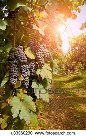 Vineyard, Langhe Nebbiolo, Piedmont, Italy View Large Photo Image Stock Image - Vineyard, Langhe Nebbiolo, Piedmont, Italy. Fotosearch