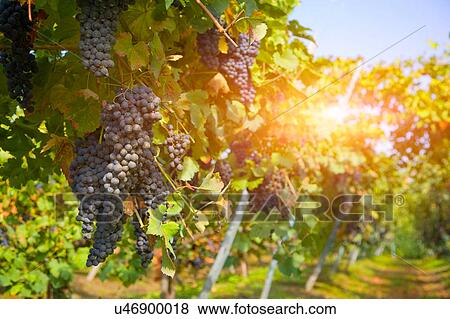 Stock Photo - Vineyard, Langhe Nebbiolo, Piedmont, Italy. Fotosearch