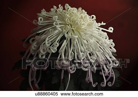 White chrysanthemum against dark background View Large Photo Image Stock Photography - White chrysanthemum against dark background. Fotosearch