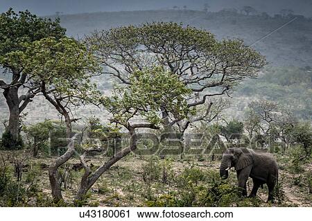 Stock Image - Wild African Elephant eating leaves, Hluhluwe-Imfolozi Park, South Africa. Fotosearch