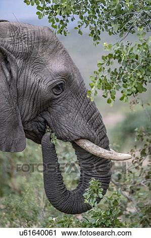 Stock Image - Wild African Elephant eating leaves, Hluhluwe-Imfolozi Park, South Africa. Fotosearch