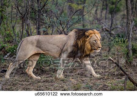Wild African male Lion stalking its prey, Hluhluwe-Imfolozi Park, South Africa View Large Photo Image Stock Image - Wild African male Lion stalking its prey, Hluhluwe-Imfolozi Park, South Africa. Fotosearch