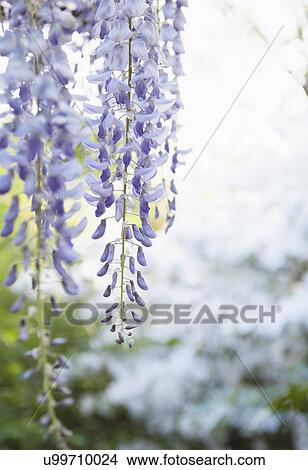Picture - Wisteria in bloom. Fotosearch