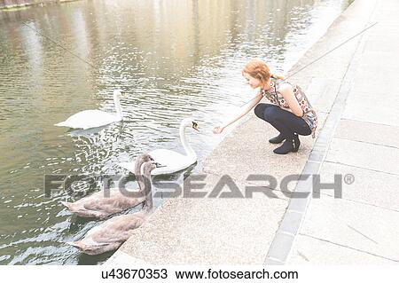 Woman by canal feeding swan, London, UK View Large Photo Image Stock Image - Woman by canal feeding swan, London, UK. Fotosearch