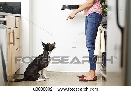 Woman feeding dog in kitchen View Large Photo Image Stock Image - Woman feeding dog in kitchen. Fotosearch