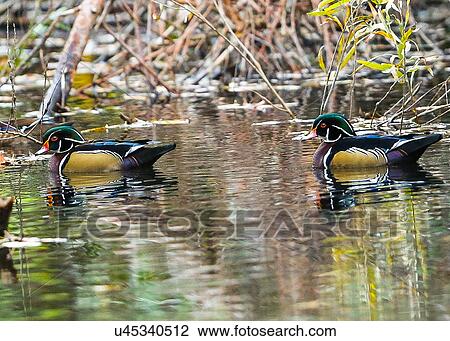 Wood Ducks View Large Photo Image Stock Image - Wood Ducks. Fotosearch