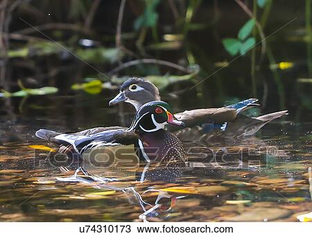 Wood Ducks View Large Photo Image Stock Image - Wood Ducks. Fotosearch